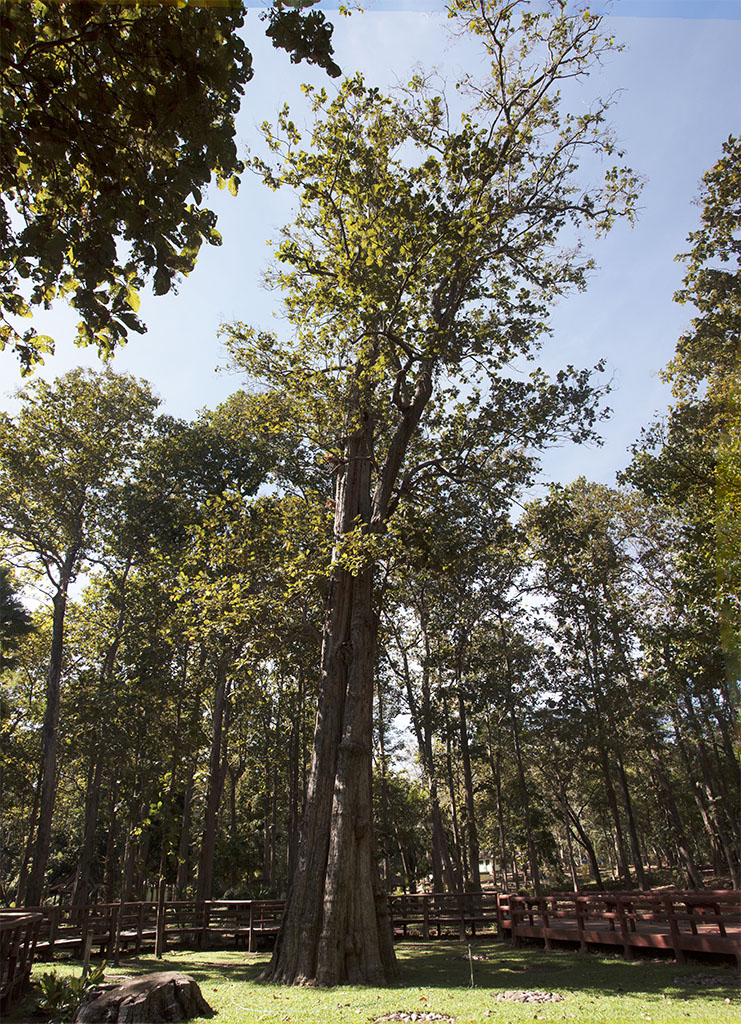 Lode Engelen, De grootste teak