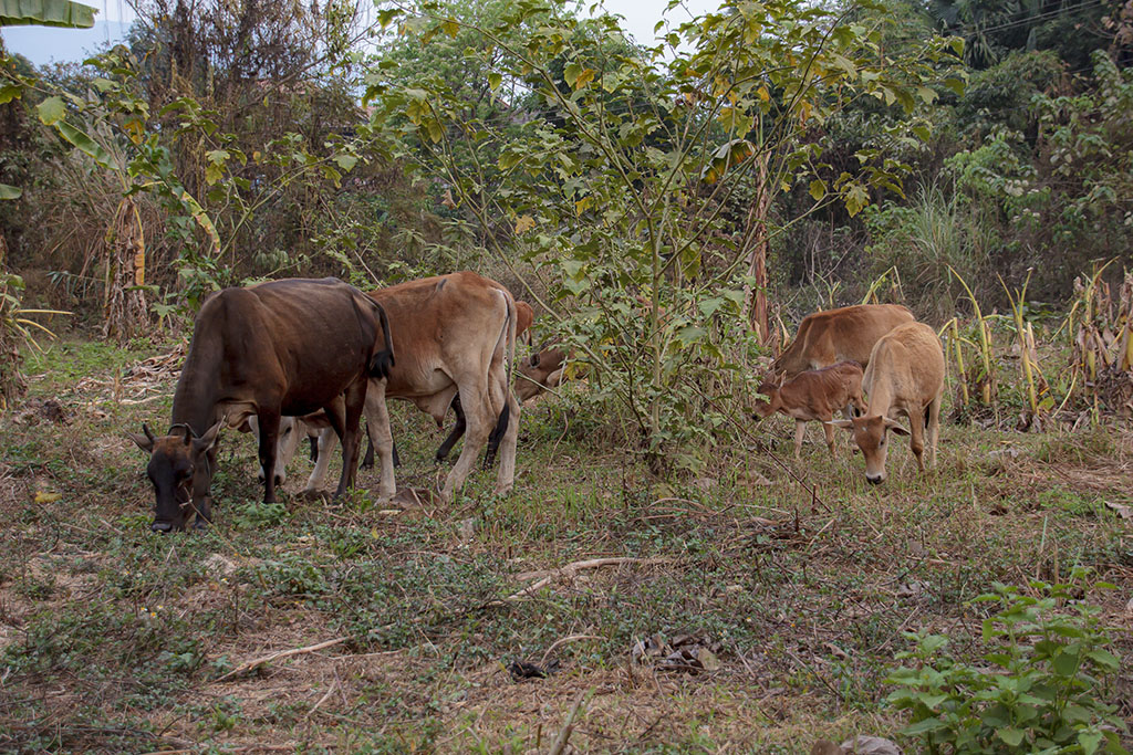 Vang Vieng, Lode Engelen