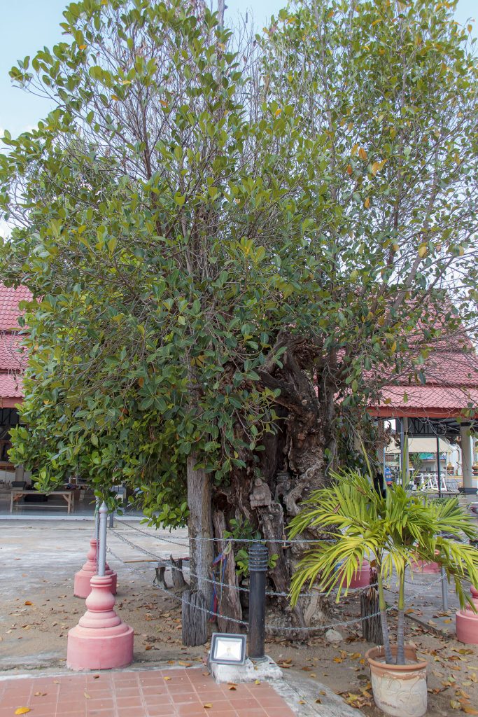 Wat Wiang Thoen