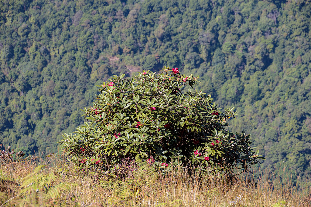 Kew Mae Pan