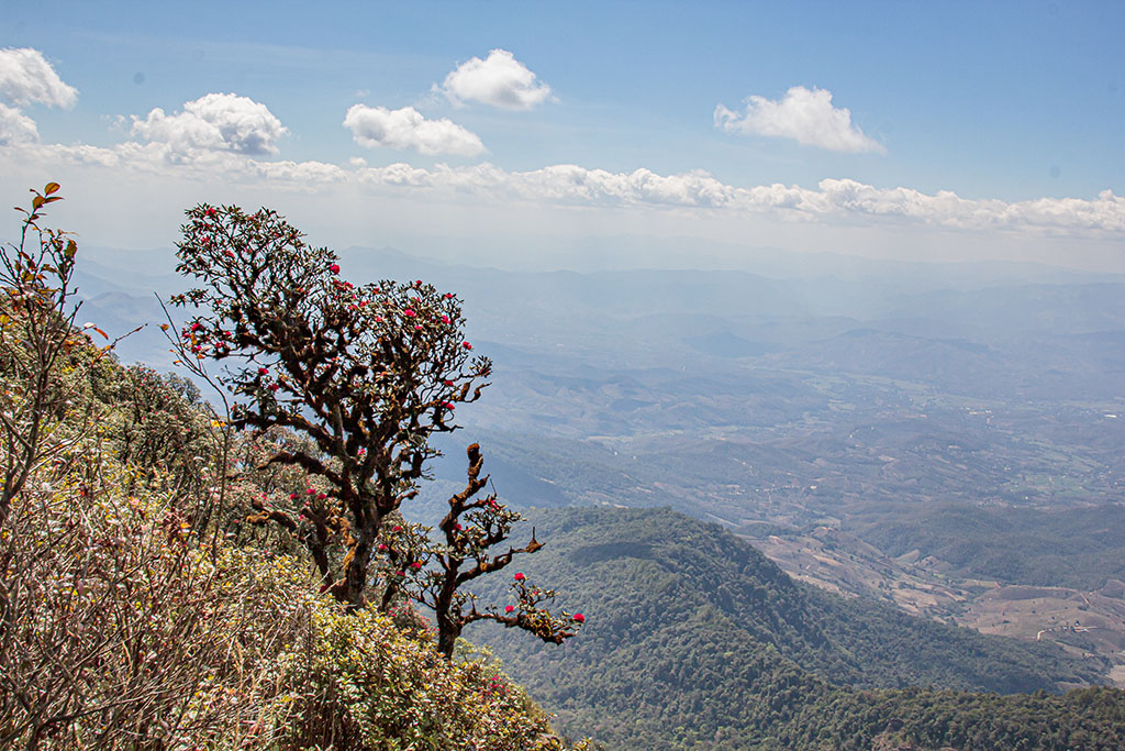 Kew Mae Pan