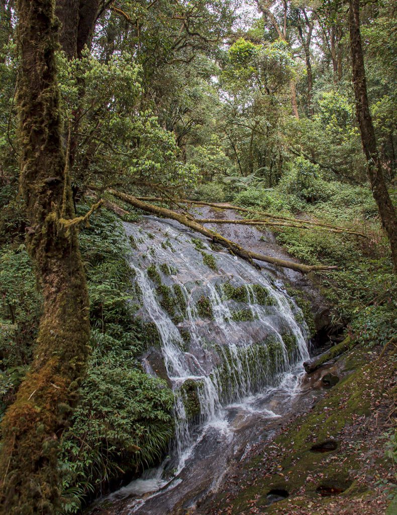 Kew Mae Pan