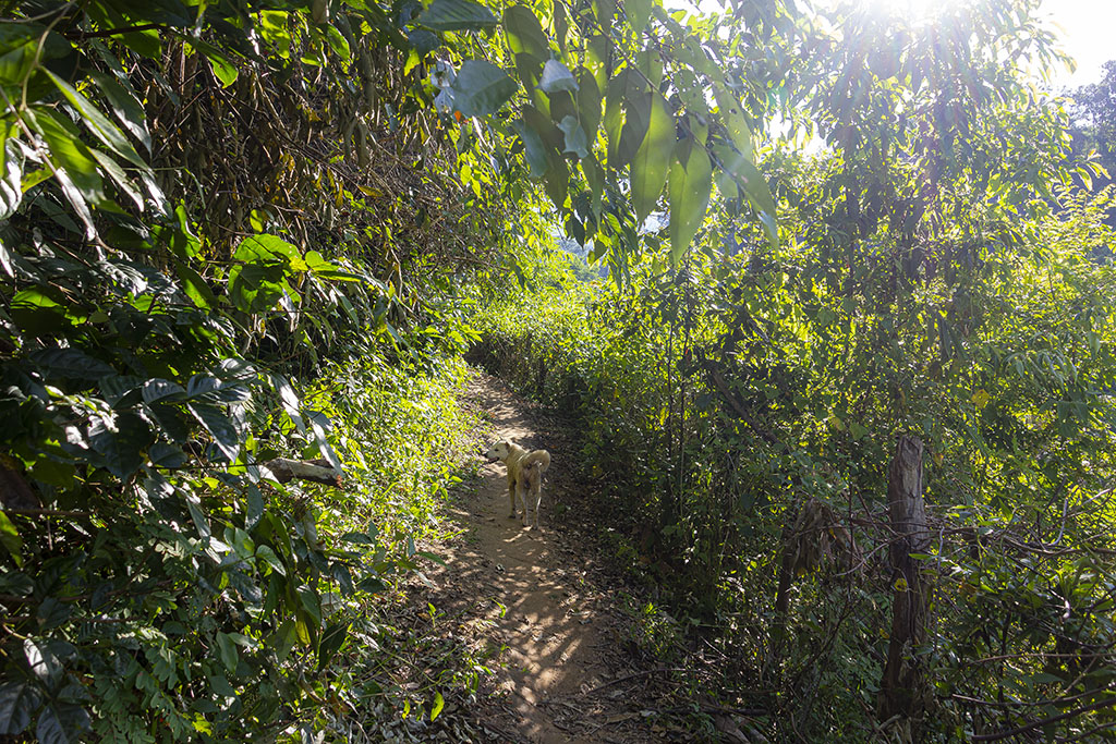 Mae Puai Waterval